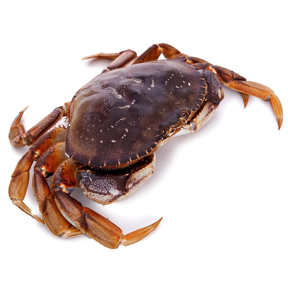 live-bc-crab-single-claw