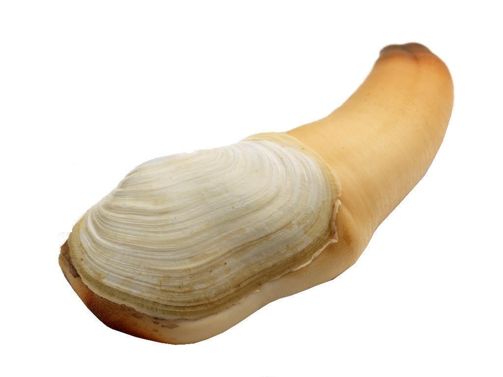 geoduck-clam-live