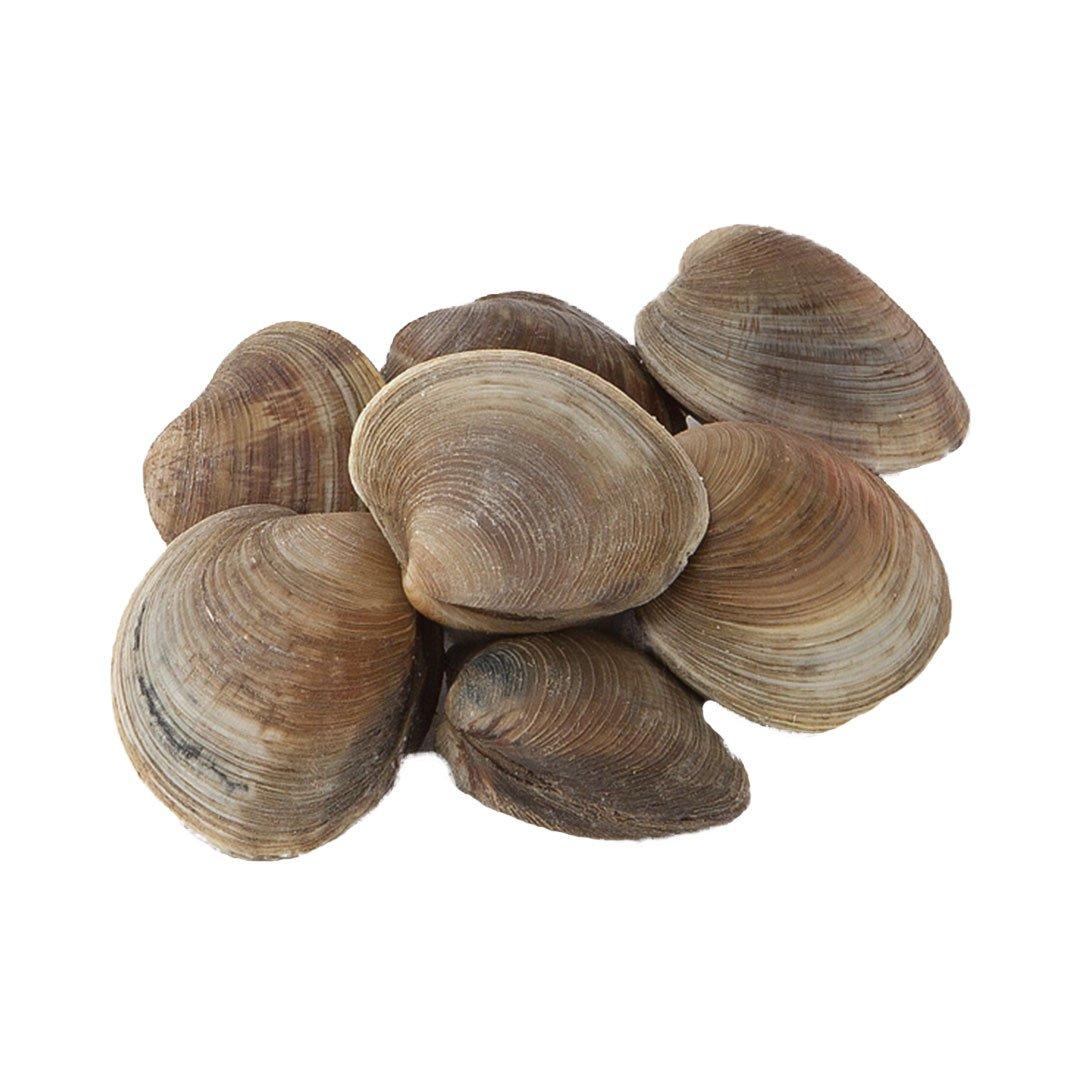 fresh-big-clams