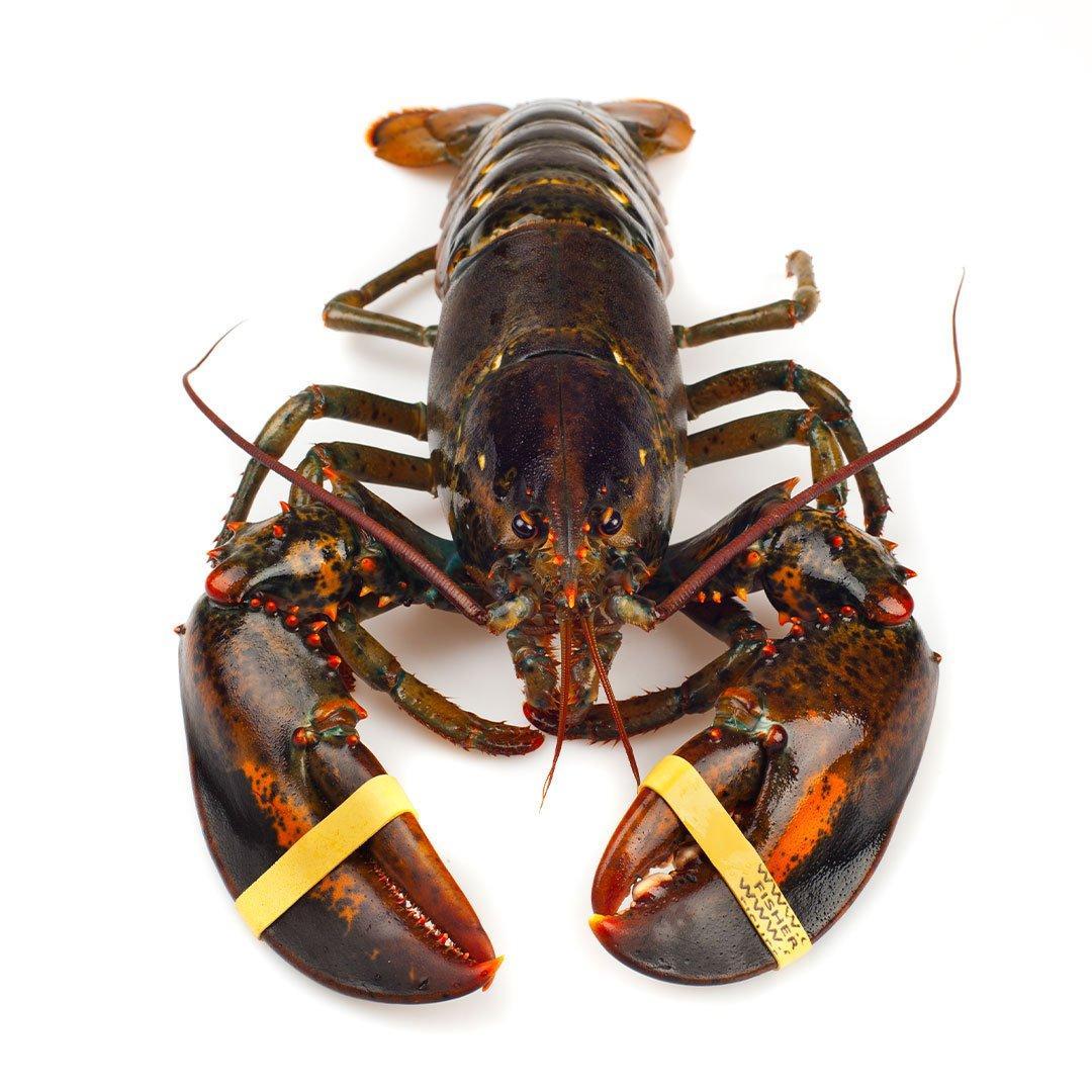 live-canadian-lobster