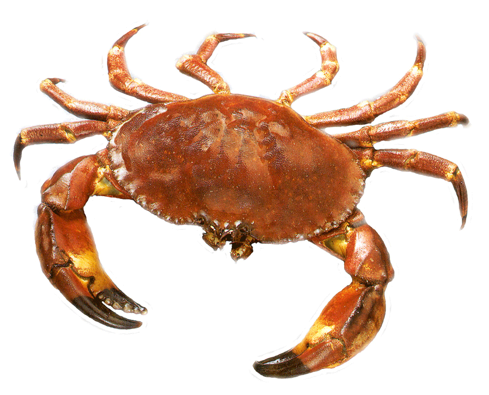 edible-brown-crab-live