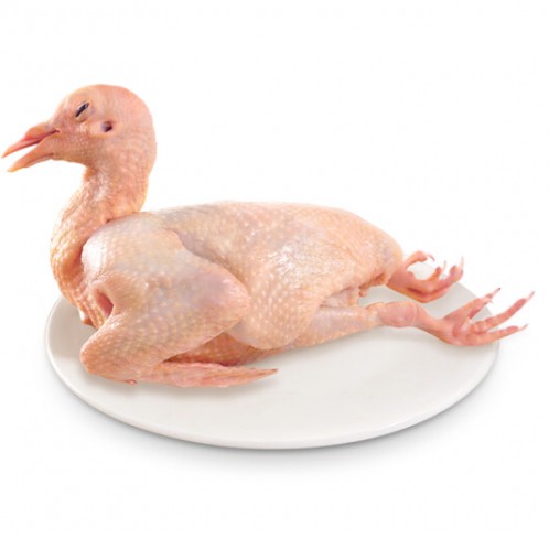 fresh-squab