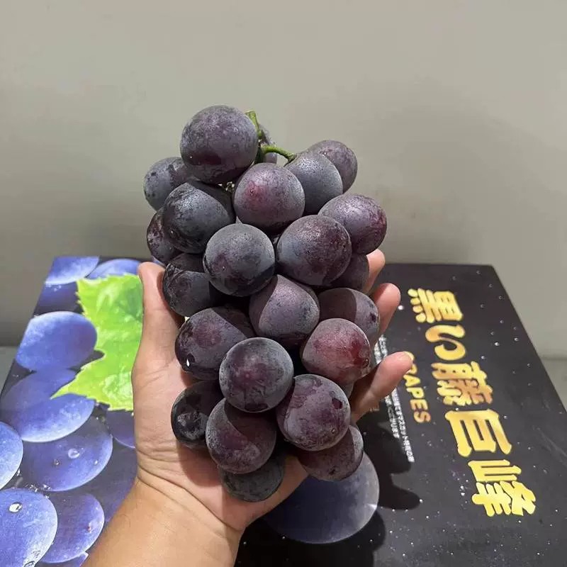 kyoho-california-table-grape-box3lb