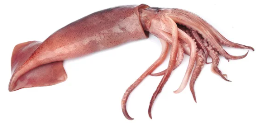 frozen-fresh-squid