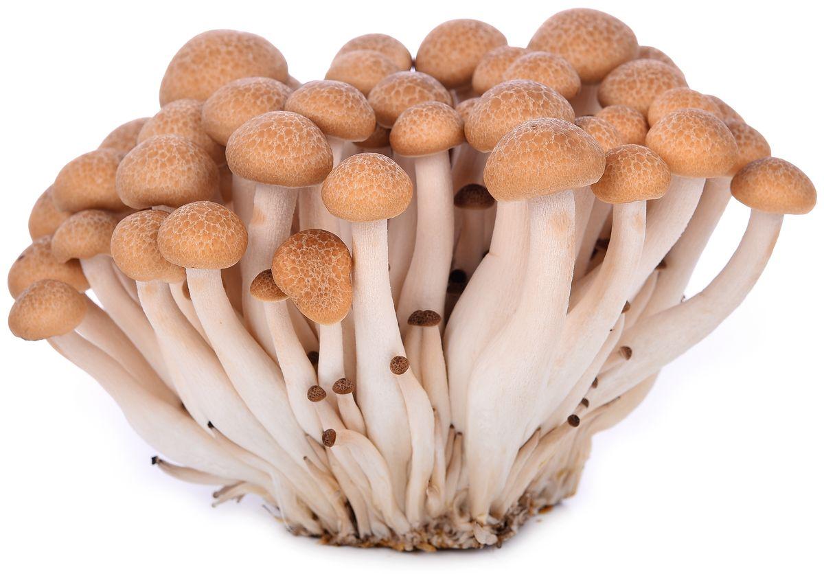 brown-shimeji-mushroom