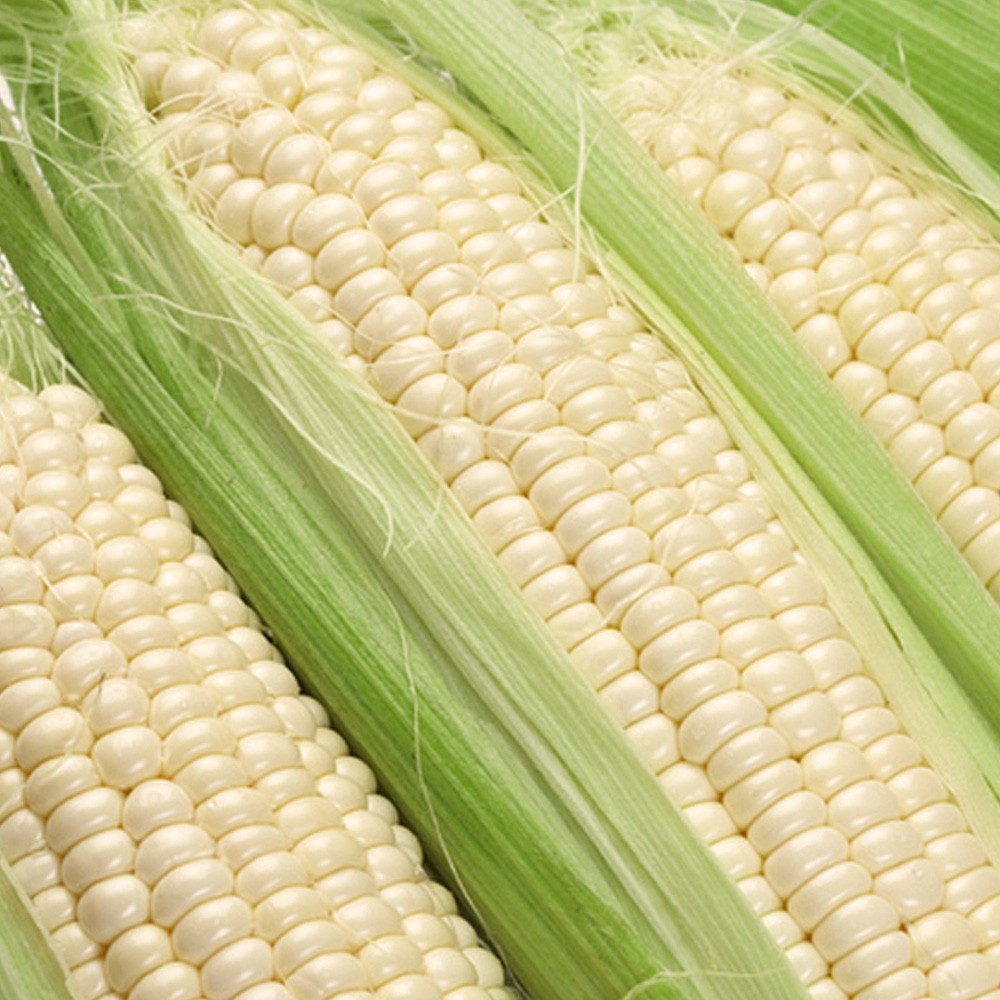 fresh-waxy-corn