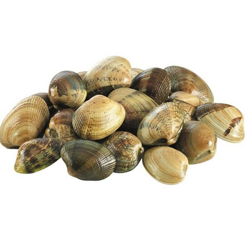 fresh-vancouver-manila-clams